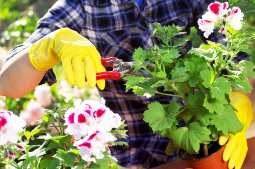 Professional tree lopping services in Ruislip