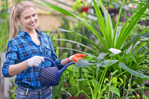 Choosing the right tree service provider